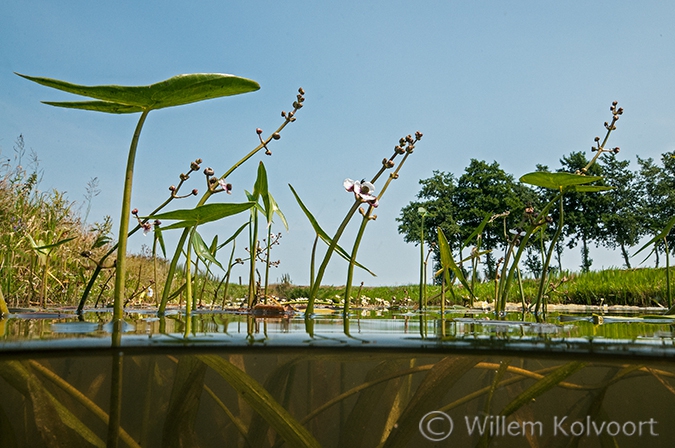 Pijlktruid (Sagittaria sagittifolia) in de Kattenmade.