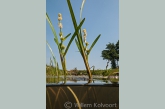 Bloeiend pijlkruid (Sagittaria sagittifolia) in de Kattenmade.