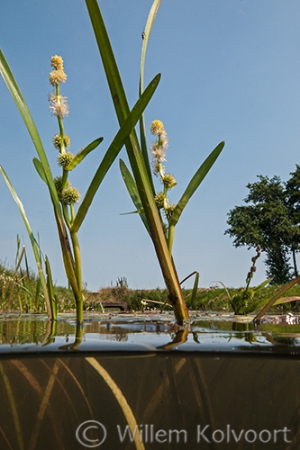 Bloeiend pijlkruid (Sagittaria sagittifolia) in de Kattenmade.