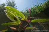 Veenwortel (Persicaria amphibia) in de Markte.