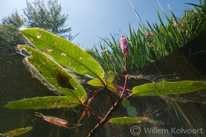 Veenwortel (Persicaria amphibia) in de Markte.