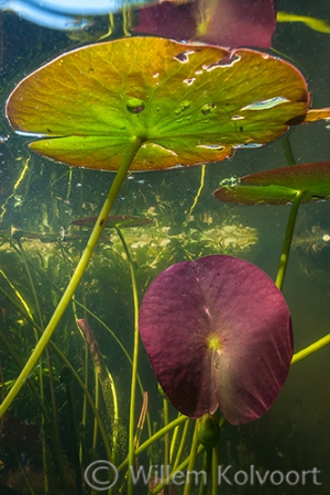 Waterlelieblderen in de vijver.