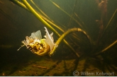 Bloem van de waterlelie (Nymphaea alba) in het petgat.