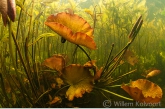 Uitlopende waterlelie (Nymphaea alba) , Vijver.