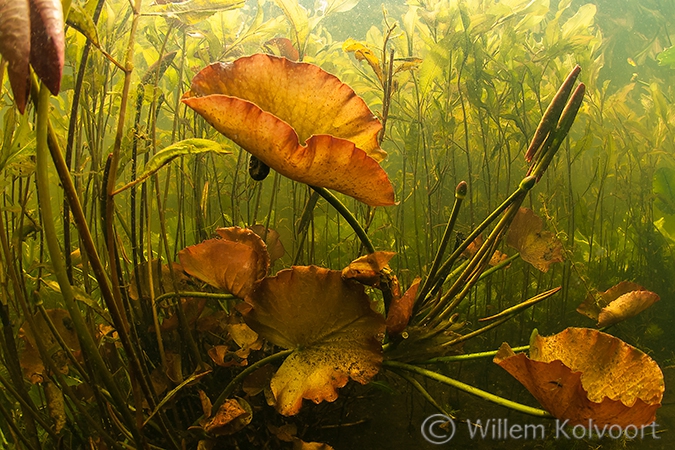 Uitlopende waterlelie (Nymphaea alba) , Vijver.