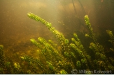 Smalle waterpest (Elodea nuttallii) in het Petgat. Wieden.