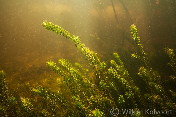 Smalle waterpest (Elodea nuttallii) in het Petgat. Wieden.