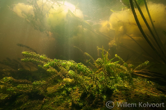 Smalle waterpest (Elodea nuttallii) in het petgat. Wieden.