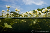 Grote waterranonkel (Ranunculus peltatus) in het Amerdiep.