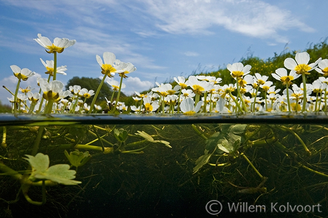 Grote waterranonkel (Ranunculus peltatus) in het Amerdiep.