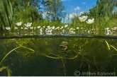 Waterranonkel in de vijver.