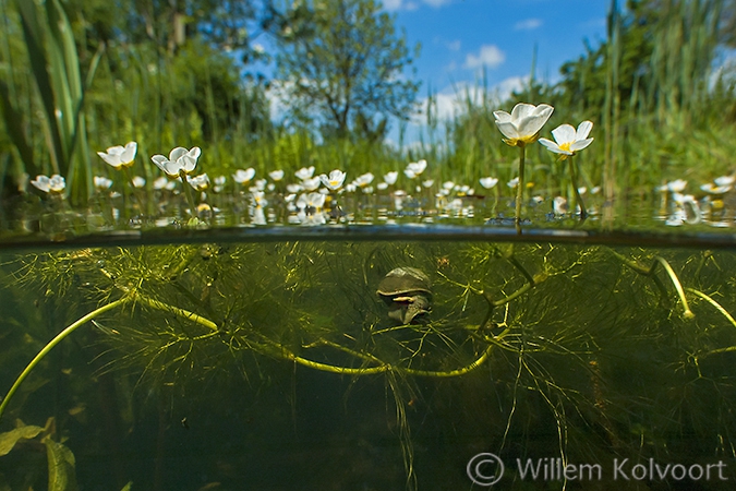 Waterranonkel in de vijver.