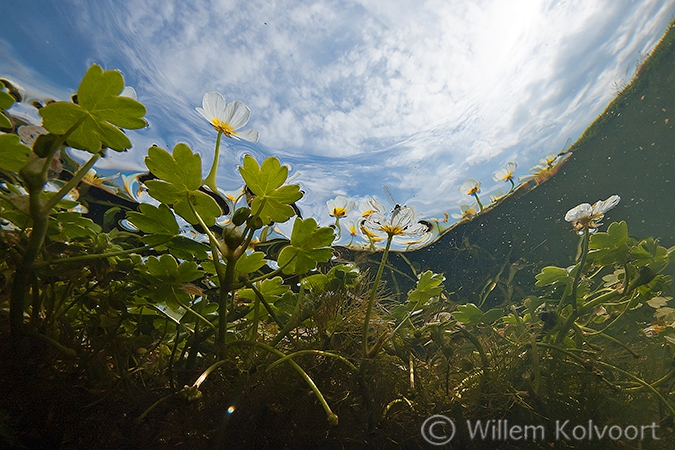 Grote waterranonkel (Ranunculus peltatus).