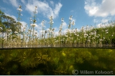 Waterviolier (Hottonia palustris) in de oude Wetering.