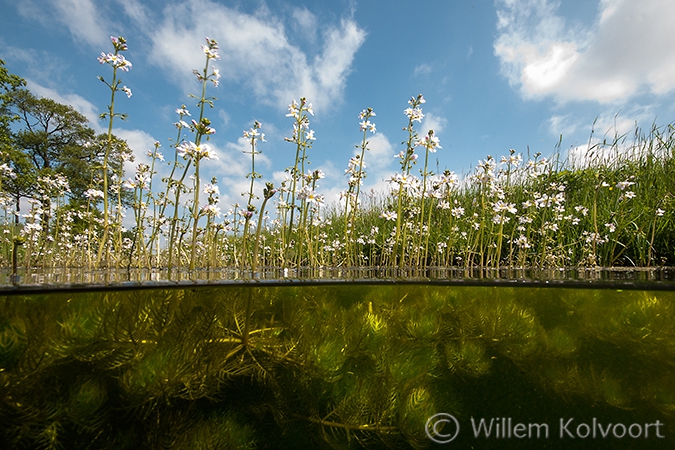 Waterviolier (Hottonia palustris) in de oude Wetering.