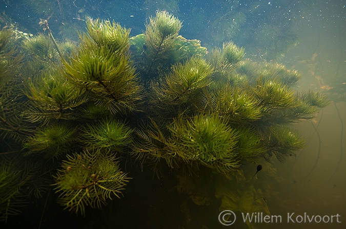 Waterviolier (Hottoniapalustris) .