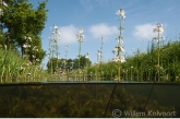 Waterviolier (Hottonia palustris) in de Oude Wetering.