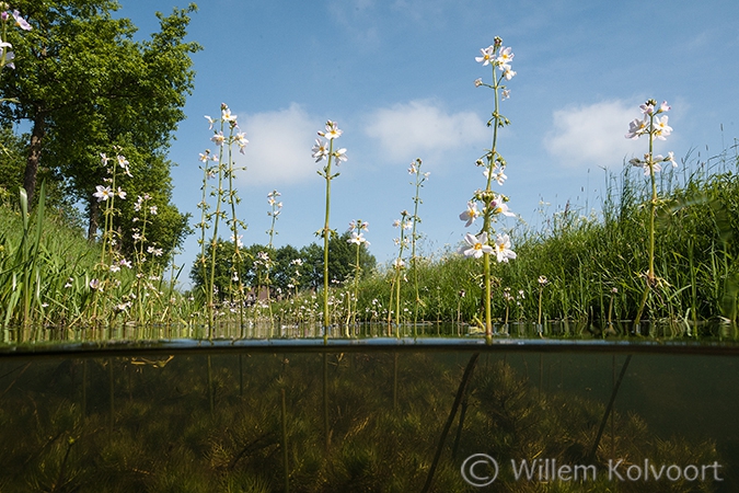 Waterviolier (Hottonia palustris) in de Oude Wetering.