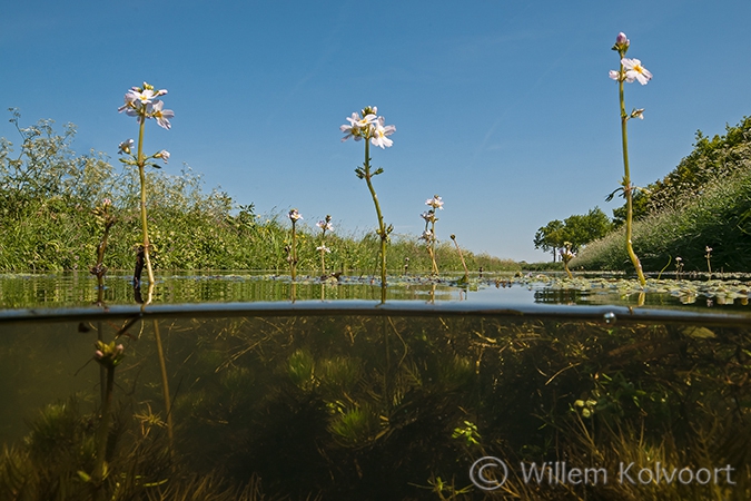 Waterviolier (Hottonia palustris).