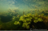 Waterviolier (Hottonia palustris) in de oude Wetering.