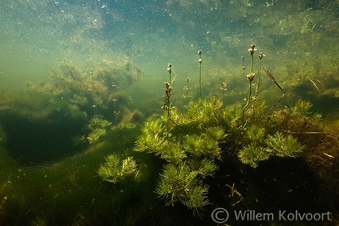 Waterviolier (Hottonia palustris) in de oude Wetering.