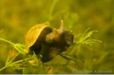 Gewone poelslak ( Lymnaea stagnalis ) op kranswier.