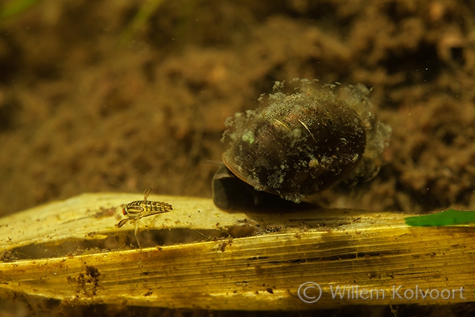 Posthorenslak (Planorbis corneus).