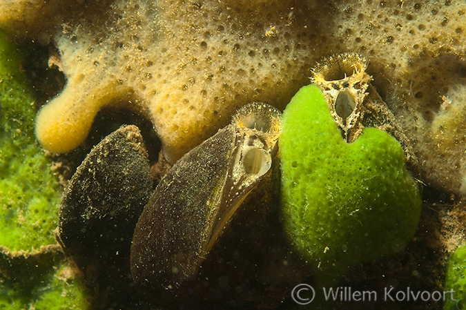 Driehoeksmossels en zoetwaterspons.