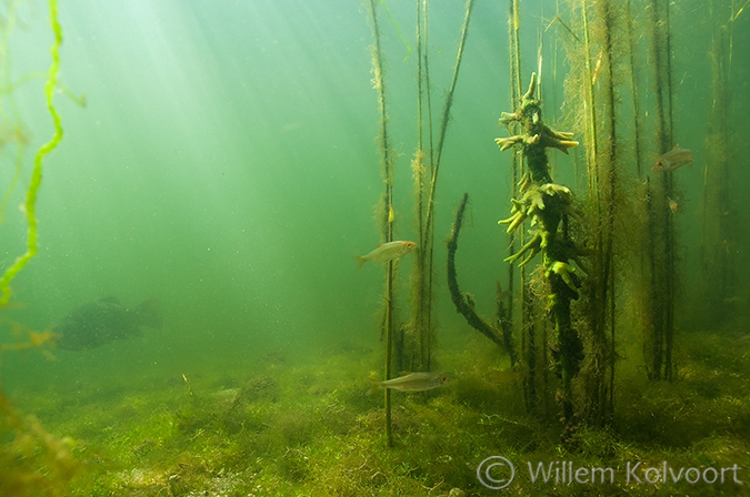 Zoetwaterspons op rietstengels.