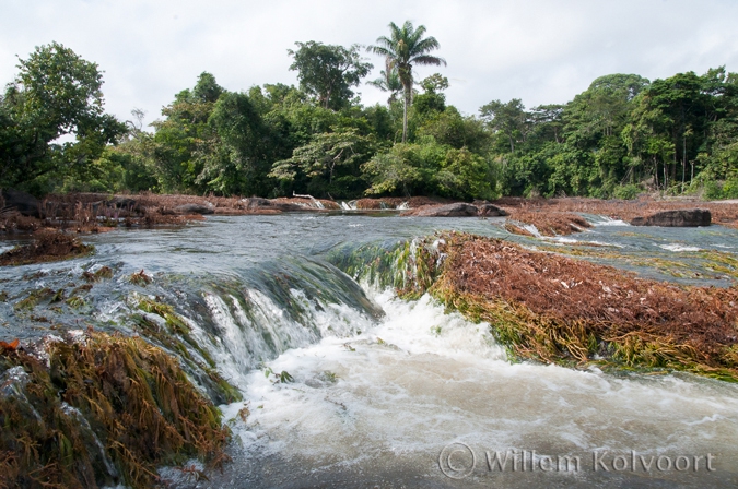 Peti rapid