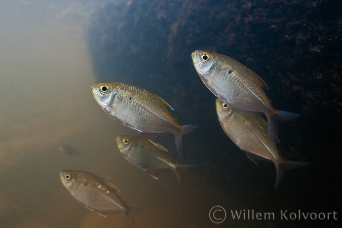 Vissen ( Jupiaba polylepis ) in de stroming