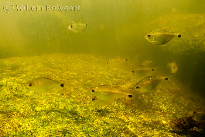  Tetra's ( Jupiaba meunieri ) between the rocks in the rapid