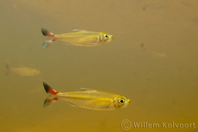 Red Tails ( Bryconops spec. )