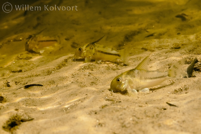 Corydoras boesemani 