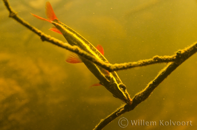 Gestreepte potloodvis ( Anostomus anostomus )