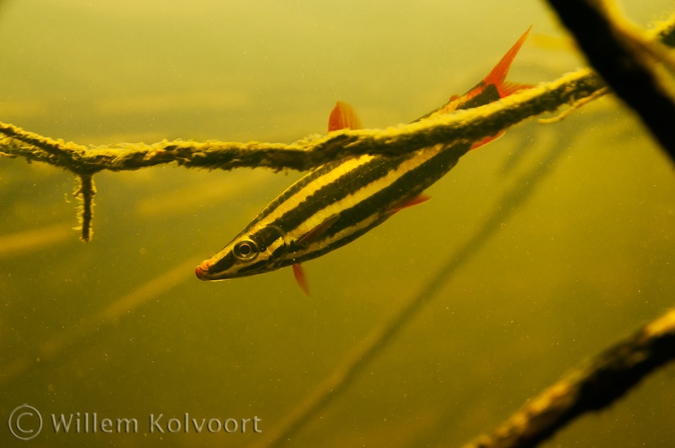 Gestreepte potloodvis ( Anostomus anostomus )