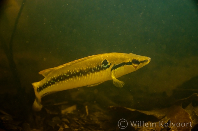 Crenicichla saxatilis 