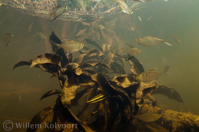 Fishes between the dead leaves