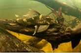 Catfish ( Hypostomus gymnorhynchus )