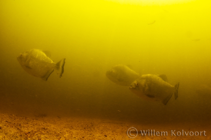 Redeye piranha ( Serrasalmus rhombeus )