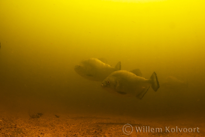 Redeye piranha ( Serrasalmus rhombeus )