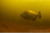 Redeye piranha ( Serrasalmus rhombeus )