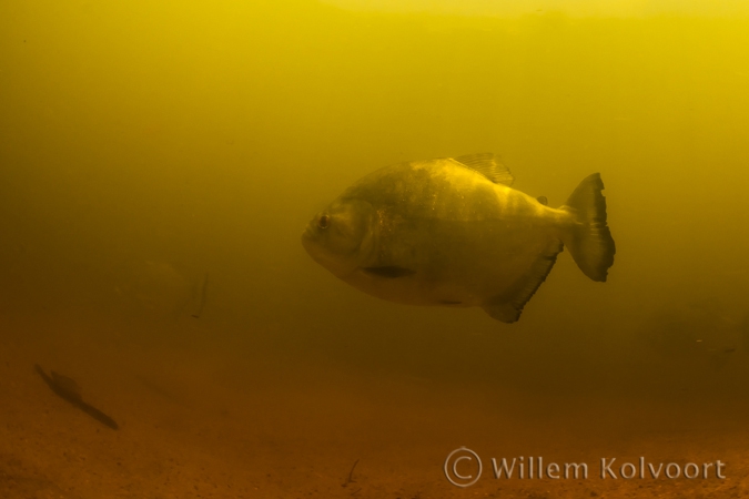 Redeye piranha ( Serrasalmus rhombeus )