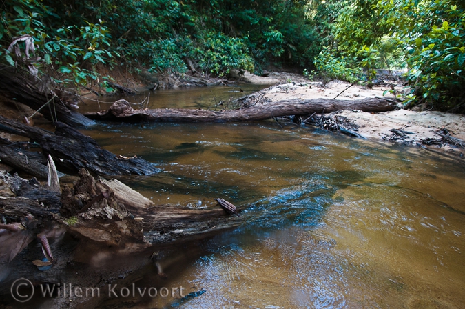 Creek near the rapid