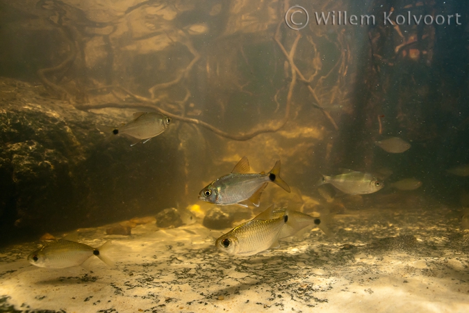 Fishes in the creek