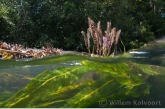 Waterplanten in de Sula