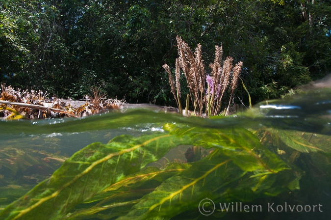 Waterplanten in de Sula