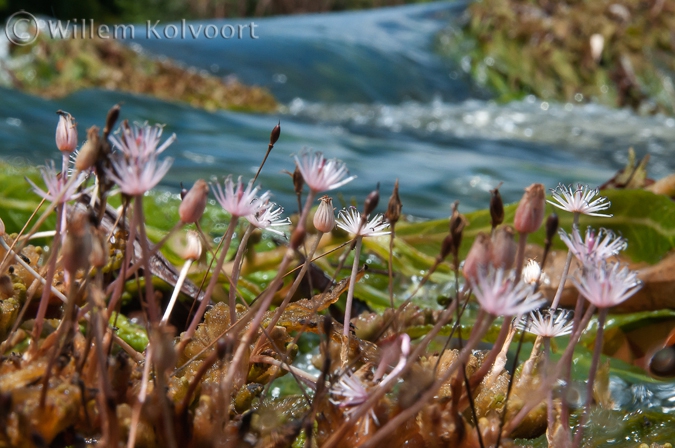 Flowers of Apinagia spec.