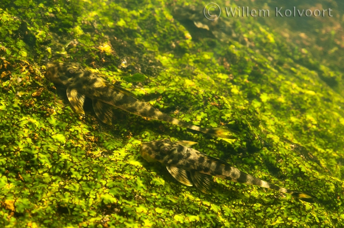 Catfish ( Harttia surinamensis )