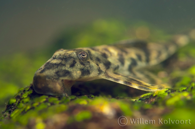 Catfish ( Harttia surinamensis )